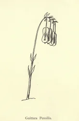 Guittara Pensilis